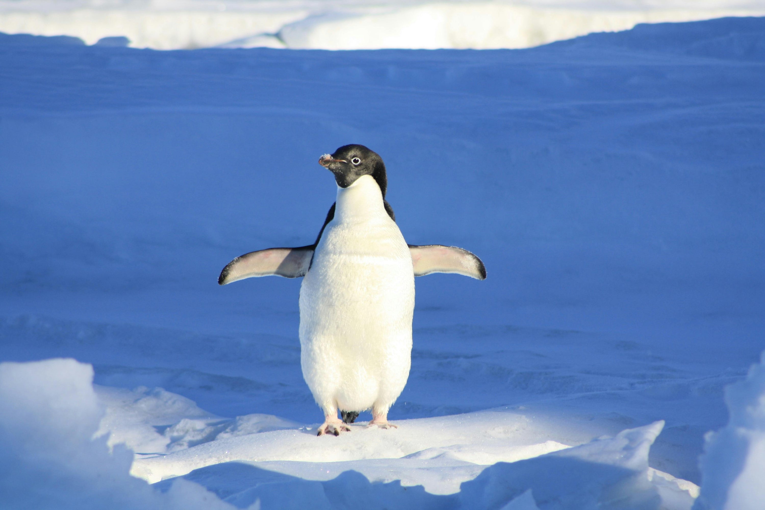 Image of Pinguin waving its arms in the snow